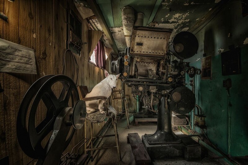 El fotógrafo y su pit bull hablar acerca de las reglas de la vida en el coronavirus El fotógrafo y su pit bull hablar acerca de las reglas de la vida en el coronavirus