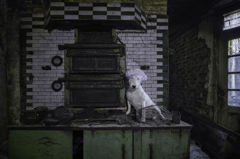 El fotógrafo y su pit bull hablar acerca de las reglas de la vida en el coronavirus El fotógrafo y su pit bull hablar acerca de las reglas de la vida en el coronavirus