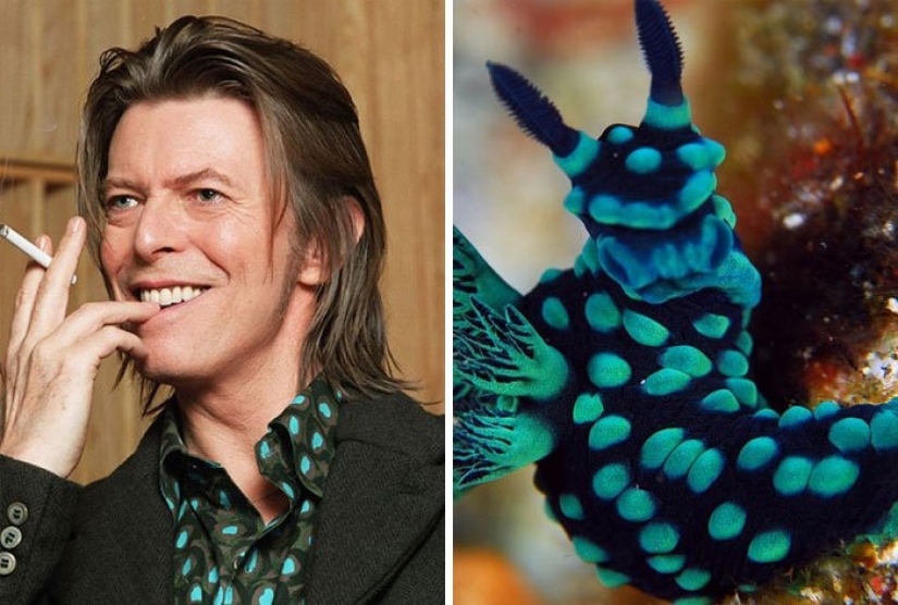 El gran David Bowie y sus homólogos, babosas de mar El gran David Bowie y sus homólogos, babosas de mar