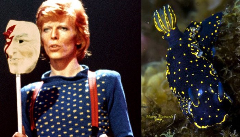 El gran David Bowie y sus homólogos, babosas de mar El gran David Bowie y sus homólogos, babosas de mar