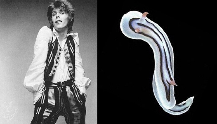 El gran David Bowie y sus homólogos, babosas de mar El gran David Bowie y sus homólogos, babosas de mar
