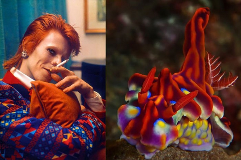 El gran David Bowie y sus homólogos, babosas de mar El gran David Bowie y sus homólogos, babosas de mar