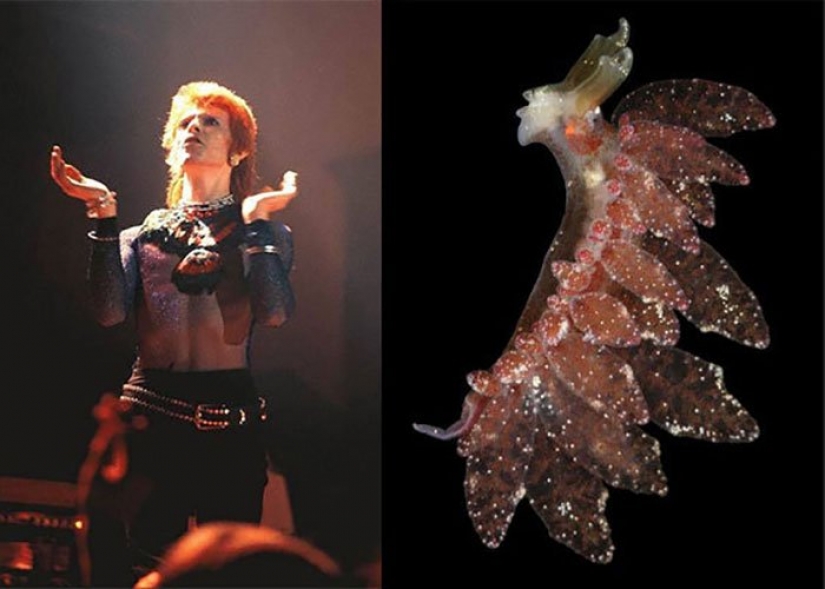 El gran David Bowie y sus homólogos, babosas de mar El gran David Bowie y sus homólogos, babosas de mar