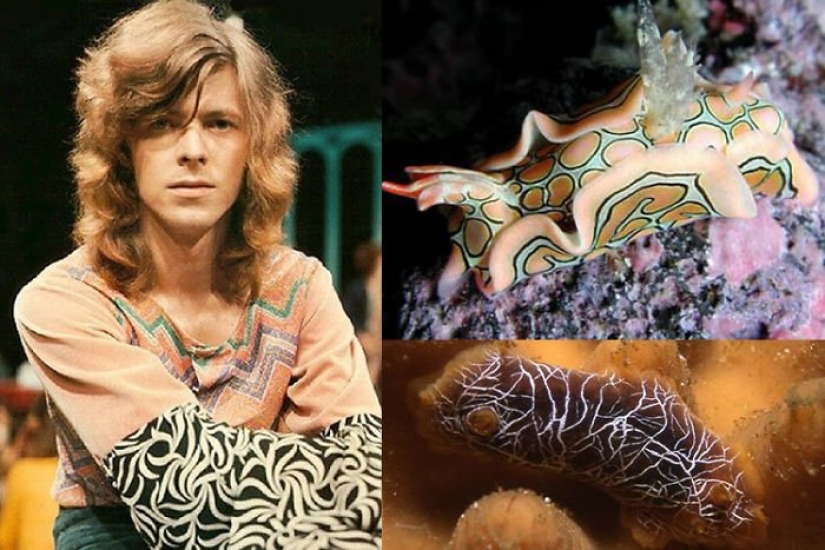 El gran David Bowie y sus homólogos, babosas de mar El gran David Bowie y sus homólogos, babosas de mar