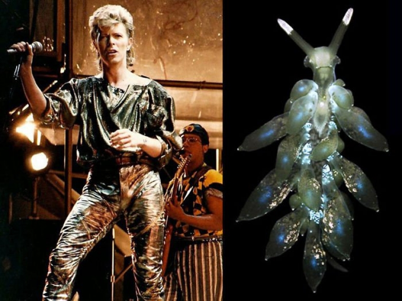 El gran David Bowie y sus homólogos, babosas de mar El gran David Bowie y sus homólogos, babosas de mar