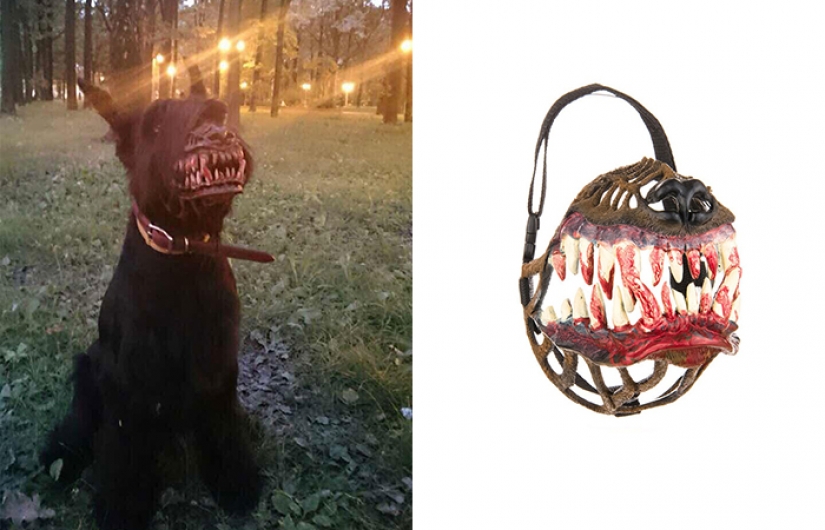 El hocico, que va a hacer el mejor perro en un monstruo sediento de sangre El hocico, que va a hacer el mejor perro en un monstruo sediento de sangre