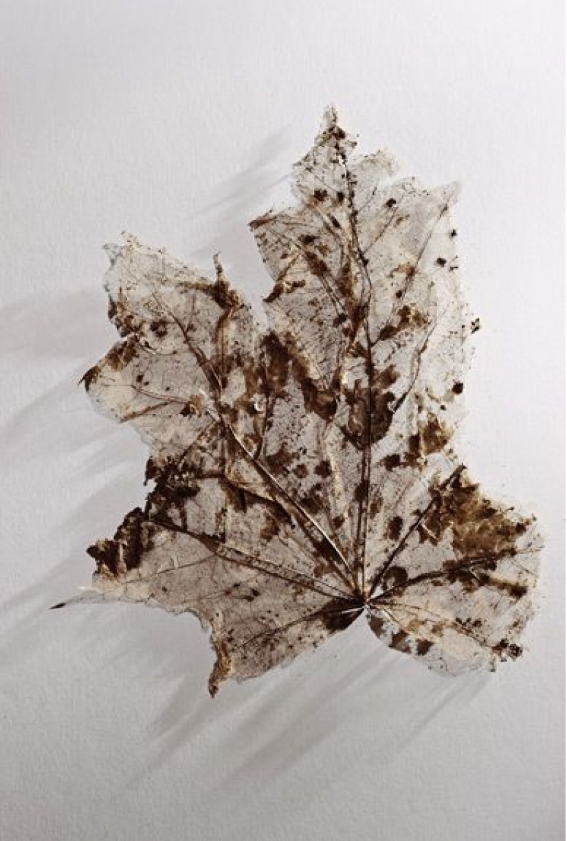 El "hombre de hielo", el más antiguo de la momia encontrada en Europa