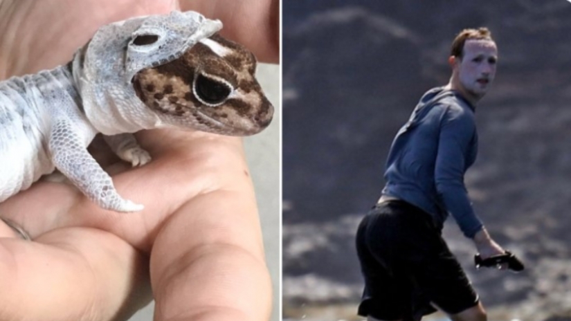 El Joker o el ama de casa? Red de simulacros de cara blanca, Mark Zuckerberg