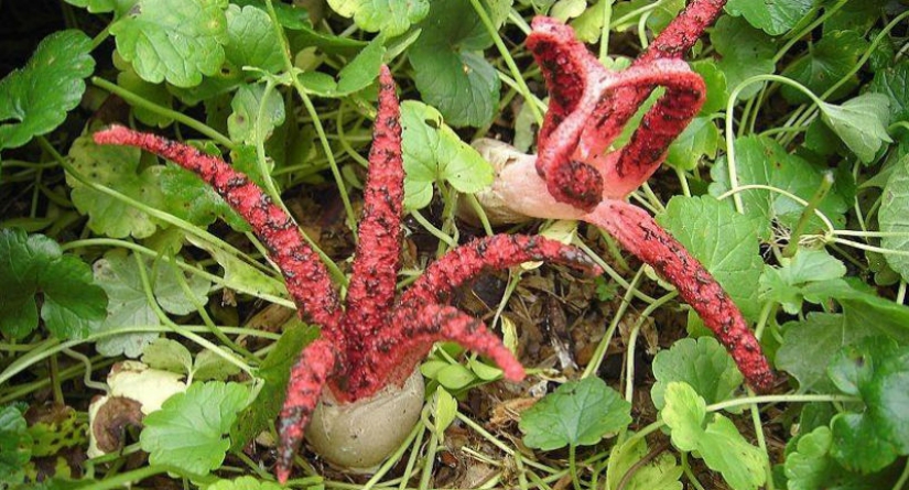 El más aterrador de las plantas en el mundo que crecen, pueden a su casa El más aterrador de las plantas en el mundo que crecen, pueden a su casa