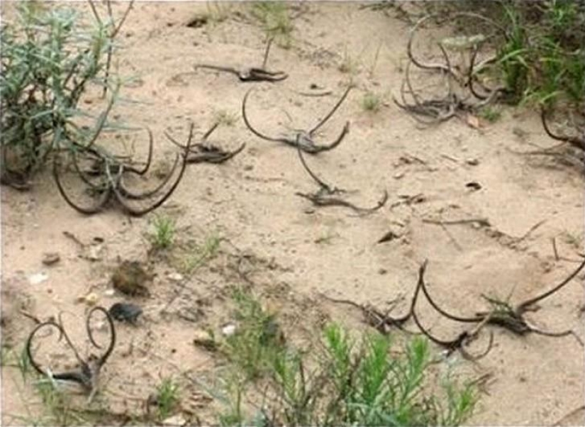 El más aterrador de las plantas en el mundo que crecen, pueden a su casa El más aterrador de las plantas en el mundo que crecen, pueden a su casa