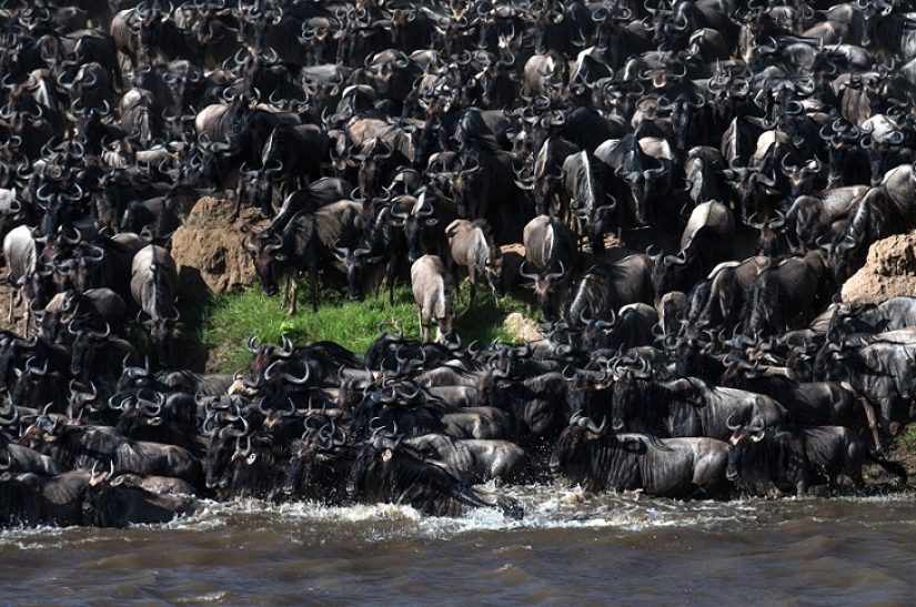 El más espectacular show en el salvaje El más espectacular show en el salvaje