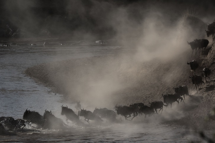 El más espectacular show en el salvaje El más espectacular show en el salvaje