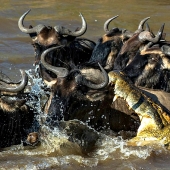 El más espectacular show en el salvaje