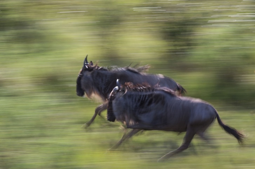 El más espectacular show en el salvaje El más espectacular show en el salvaje