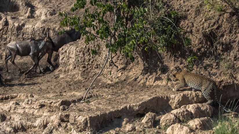 El más espectacular show en el salvaje El más espectacular show en el salvaje