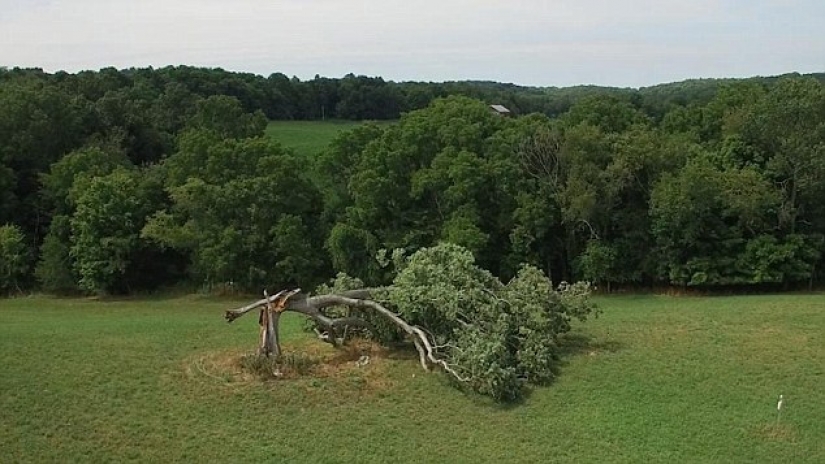 El más famoso de los árboles en el mundo, famoso en el cine, la música y la pintura