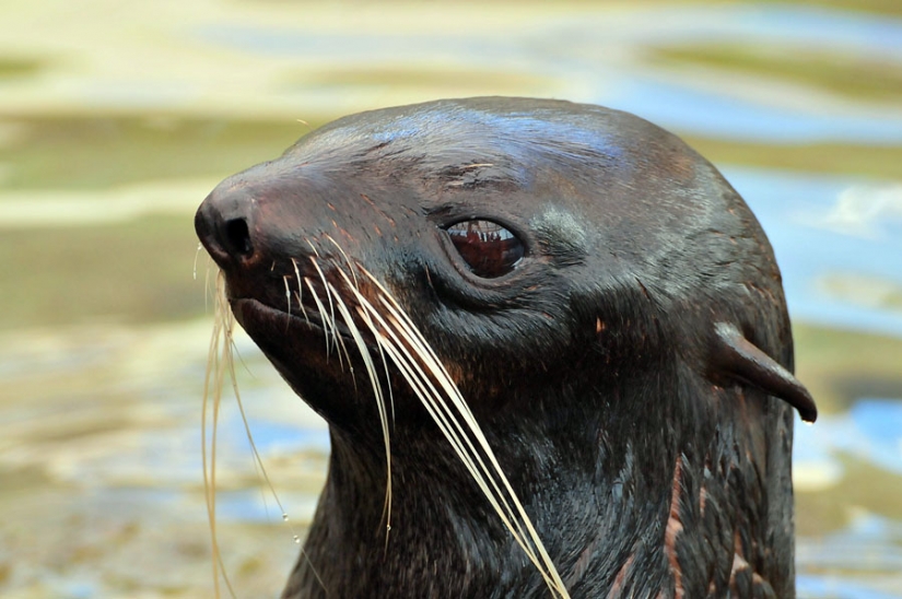 El más inusual de los descubrimientos de funcionarios de aduanas