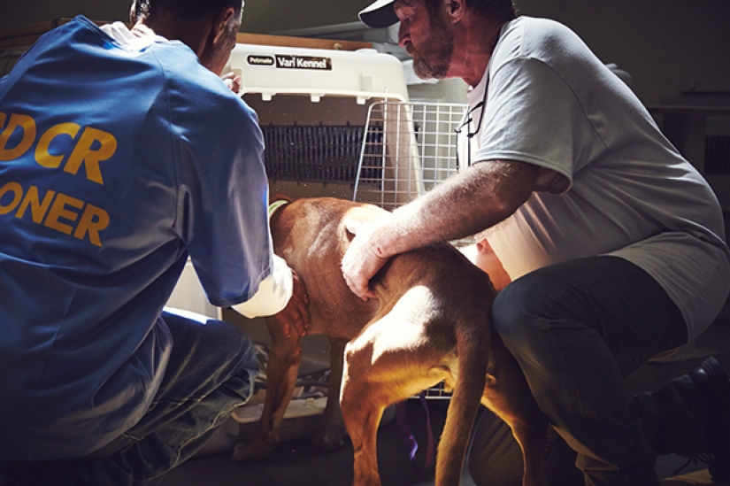 "El perro te ama, incluso en la cárcel": cómo ayudar a cada uno de los otros reclusos y de los perros sin hogar "El perro te ama, incluso en la cárcel": cómo ayudar a cada uno de los otros reclusos y de los perros sin hogar