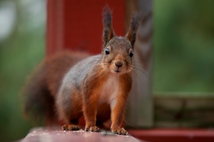 El ranking de los más inteligentes de los animales