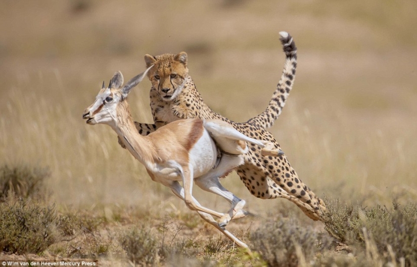 El Reino animal como nunca lo has visto antes: las carreras, la lucha y la ternura