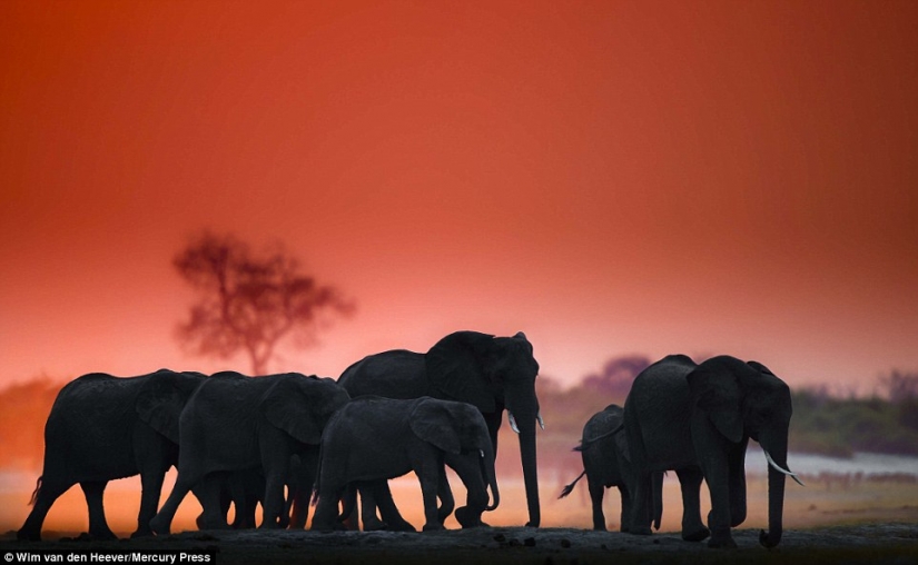 El Reino animal como nunca lo has visto antes: las carreras, la lucha y la ternura