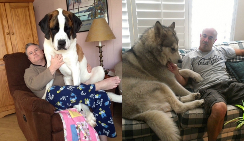El tamaño importa: estos enormes perros están seguros de que son mano El tamaño importa: estos enormes perros están seguros de que son mano