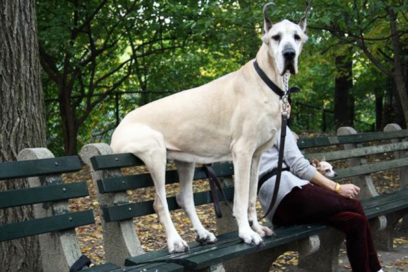 El tamaño importa: estos enormes perros están seguros de que son mano El tamaño importa: estos enormes perros están seguros de que son mano