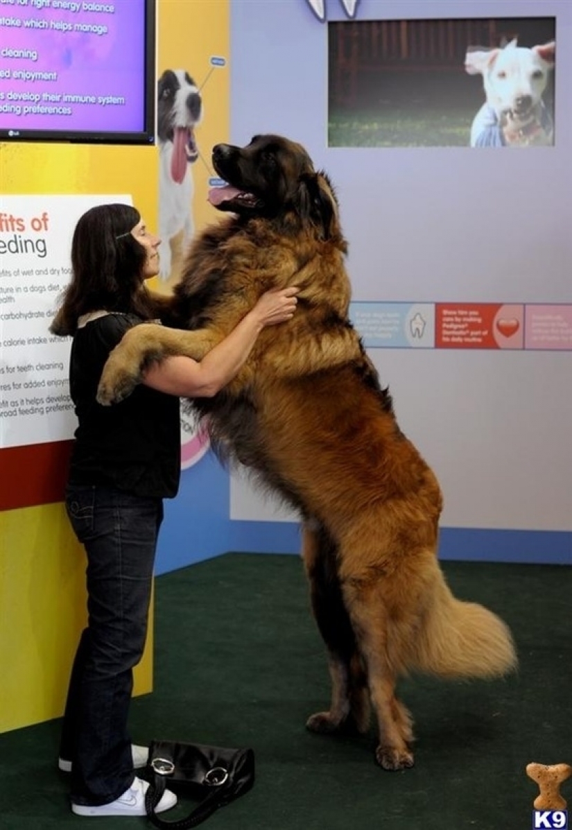 El tamaño importa: estos enormes perros están seguros de que son mano El tamaño importa: estos enormes perros están seguros de que son mano