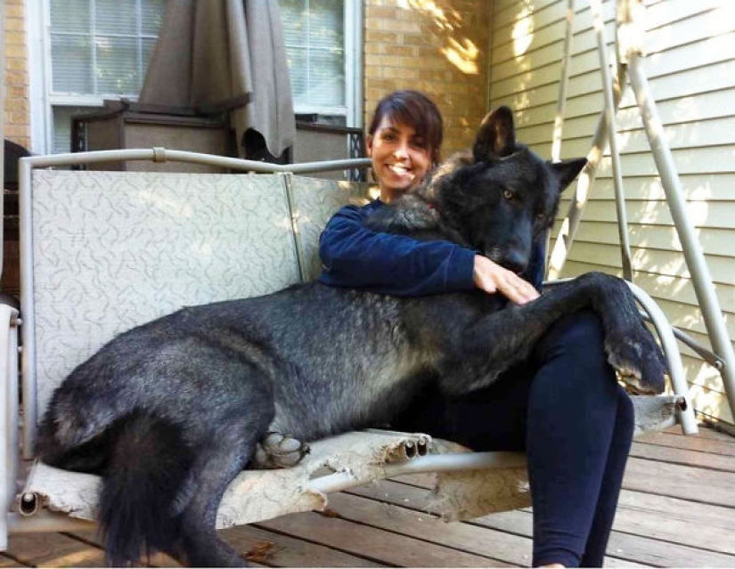El tamaño importa: estos enormes perros están seguros de que son mano El tamaño importa: estos enormes perros están seguros de que son mano