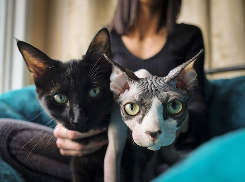 En Canadá ladrones afeitarse la costumbre de los gatitos y los venden por $ 700, posando para las esfinges En Canadá ladrones afeitarse la costumbre de los gatitos y los venden por $ 700, posando para las esfinges