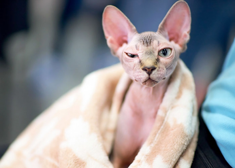 En Canadá ladrones afeitarse la costumbre de los gatitos y los venden por $ 700, posando para las esfinges En Canadá ladrones afeitarse la costumbre de los gatitos y los venden por $ 700, posando para las esfinges
