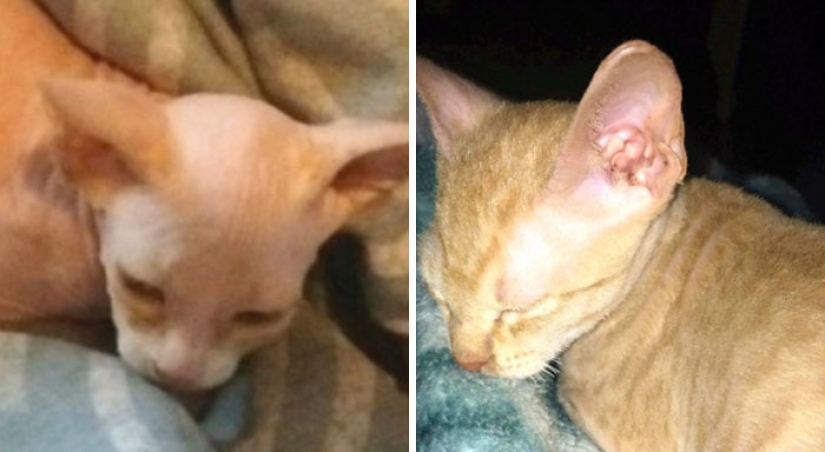 En Canadá ladrones afeitarse la costumbre de los gatitos y los venden por $ 700, posando para las esfinges En Canadá ladrones afeitarse la costumbre de los gatitos y los venden por $ 700, posando para las esfinges