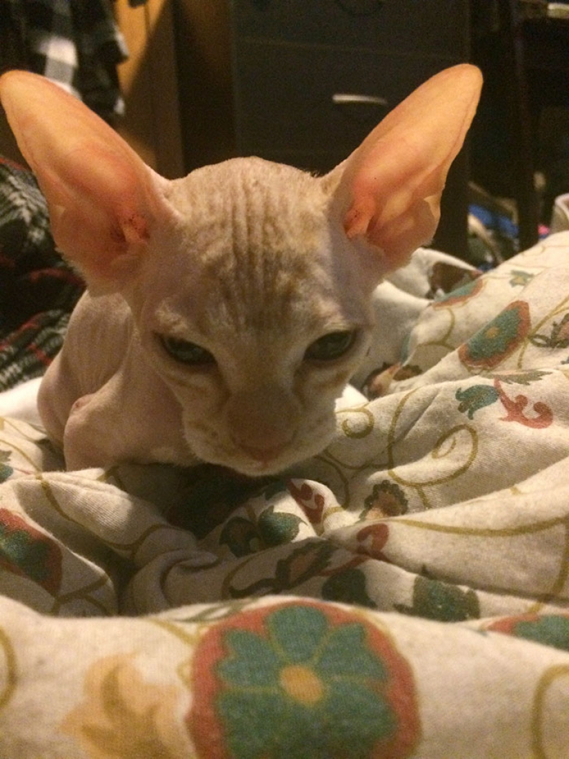 En Canadá ladrones afeitarse la costumbre de los gatitos y los venden por $ 700, posando para las esfinges En Canadá ladrones afeitarse la costumbre de los gatitos y los venden por $ 700, posando para las esfinges