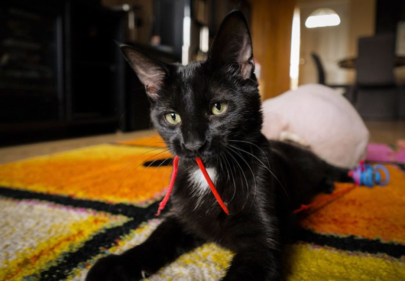 En Canadá ladrones afeitarse la costumbre de los gatitos y los venden por $ 700, posando para las esfinges En Canadá ladrones afeitarse la costumbre de los gatitos y los venden por $ 700, posando para las esfinges