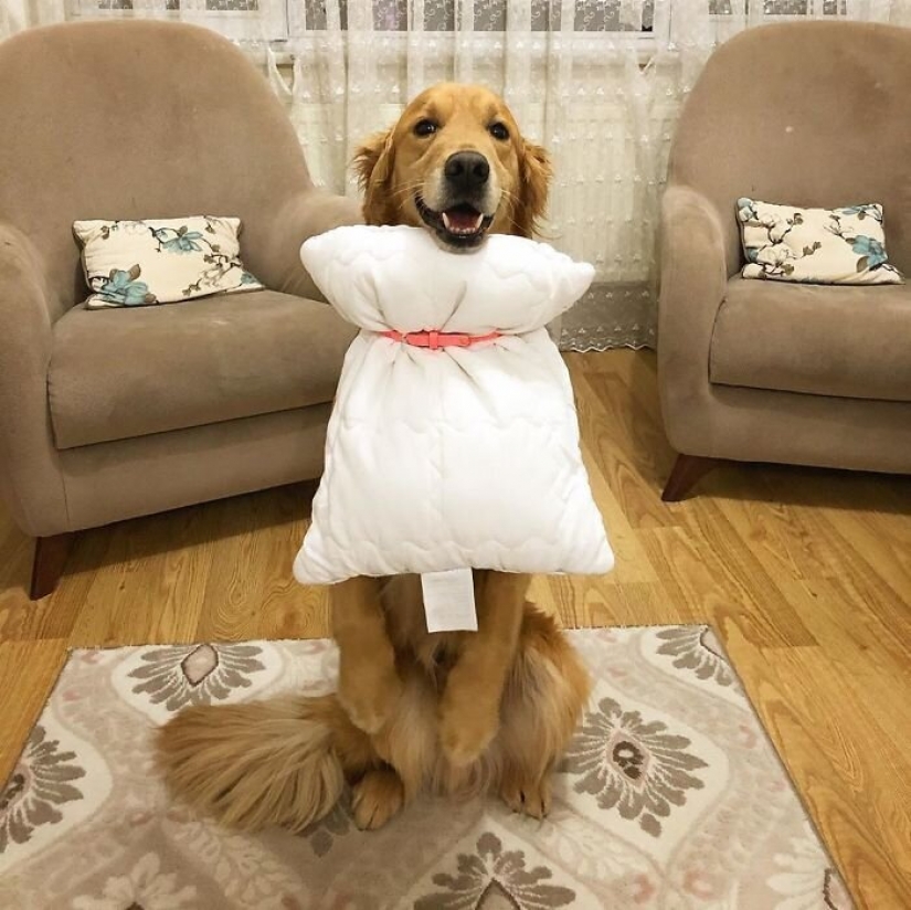 En la red aparecieron los nuevos cuarentena tendencia — vestido-almohada