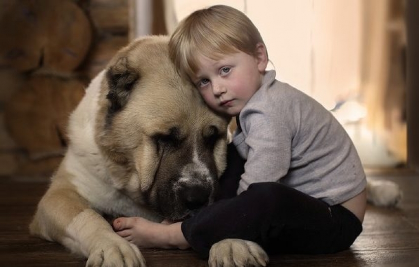En los suburbios Alabai poco fuera de la mano de una mujer. ¿Por qué estos perros atacan a las personas?