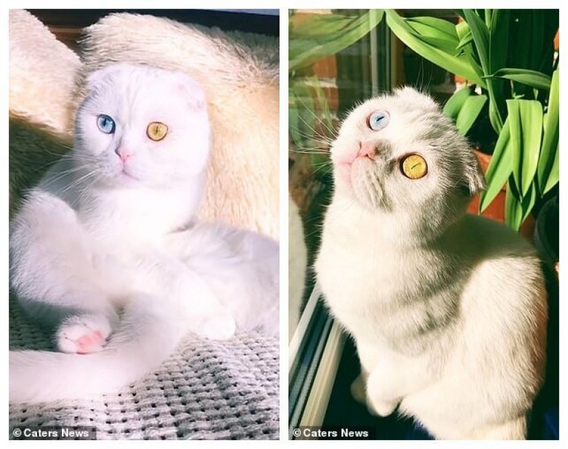 En San Petersburgo, un gato blanco con ojos de diferente color, finalmente, encontró el propietario