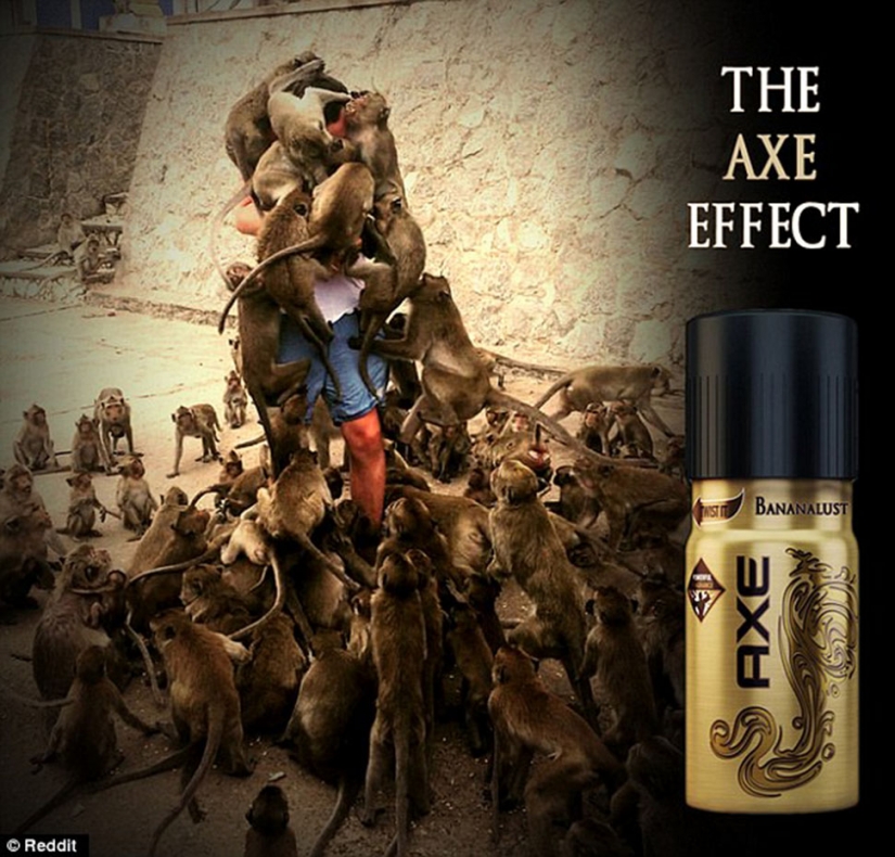 Error Fatal: el turista decidió alimentar a los monos y se convirtió en el héroe de los memes de Internet