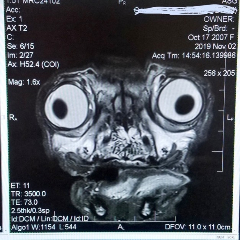 Es espeluznante y lindo al mismo tiempo: ¿cómo es la imagen de rayos x de un pug Es espeluznante y lindo al mismo tiempo: ¿cómo es la imagen de rayos x de un pug