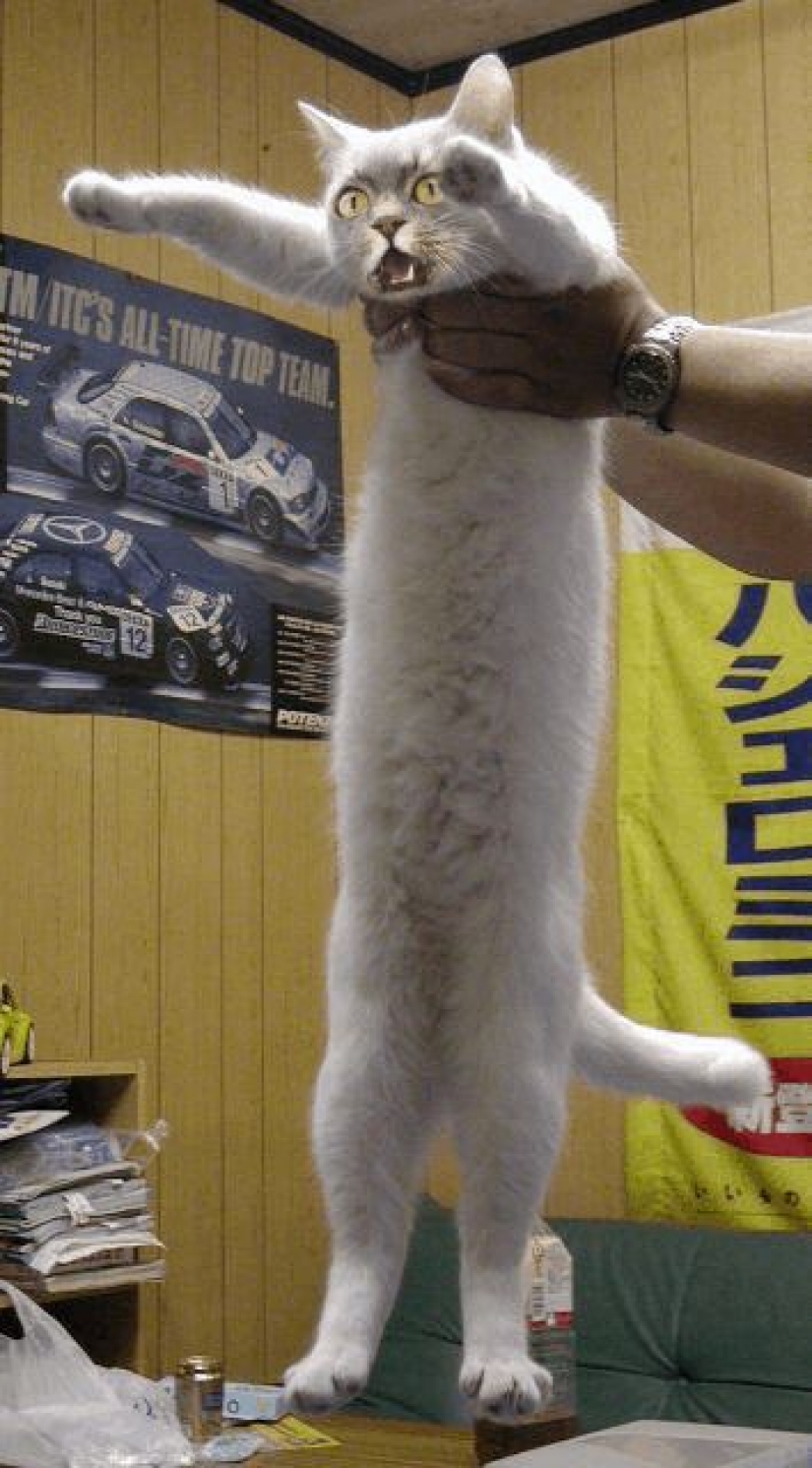 Esto es épico! Gato en la ventana se convirtió en un héroe de la batalla fotoshoperov