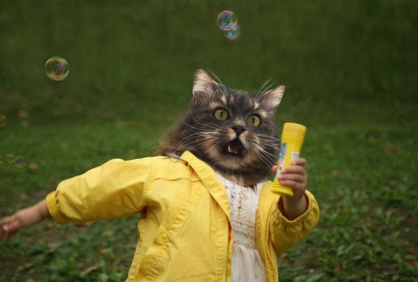 Esto es épico! Gato en la ventana se convirtió en un héroe de la batalla fotoshoperov