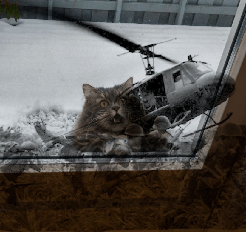 Esto es épico! Gato en la ventana se convirtió en un héroe de la batalla fotoshoperov