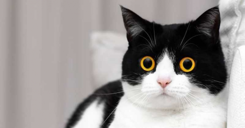 Estos ojos contrario: gato Izzy, desde el punto de vista que es imposible de romper Estos ojos contrario: gato Izzy, desde el punto de vista que es imposible de romper