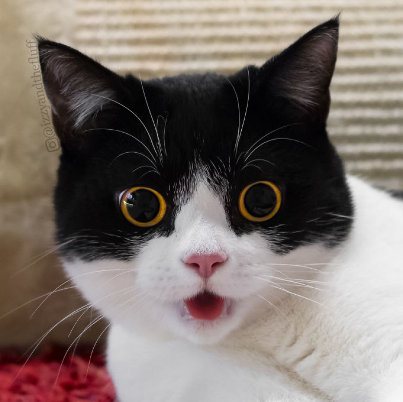 Estos ojos contrario: gato Izzy, desde el punto de vista que es imposible de romper Estos ojos contrario: gato Izzy, desde el punto de vista que es imposible de romper