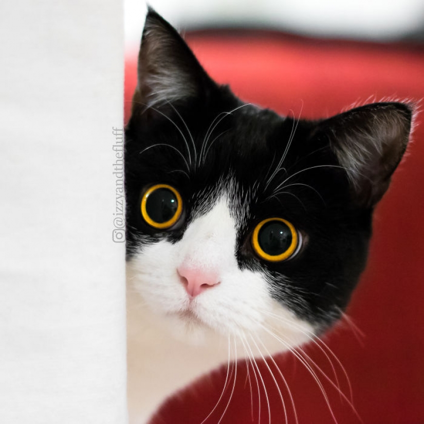 Estos ojos contrario: gato Izzy, desde el punto de vista que es imposible de romper Estos ojos contrario: gato Izzy, desde el punto de vista que es imposible de romper