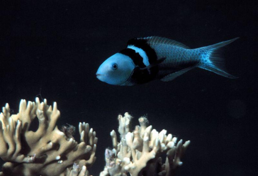 Facts about animals that lift your mood Facts about animals that lift your mood