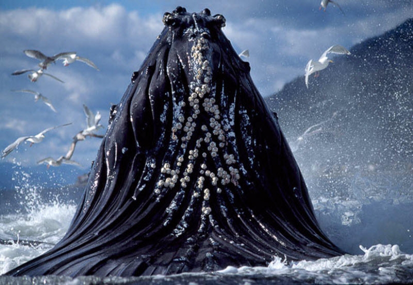 Facts about animals that lift your mood Facts about animals that lift your mood