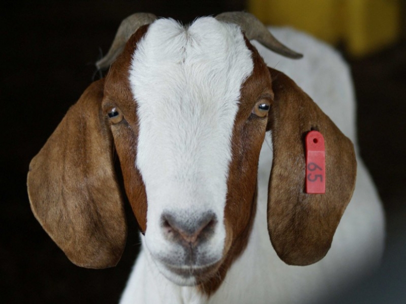Fasten your seat belts: the testimony of the flight attendants about how we fly Fasten your seat belts: the testimony of the flight attendants about how we fly