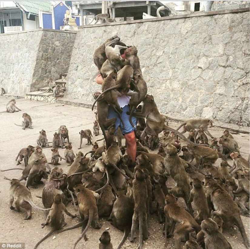 Fatal error: the tourist decided to feed the monkeys and became the hero of the Internet memes
