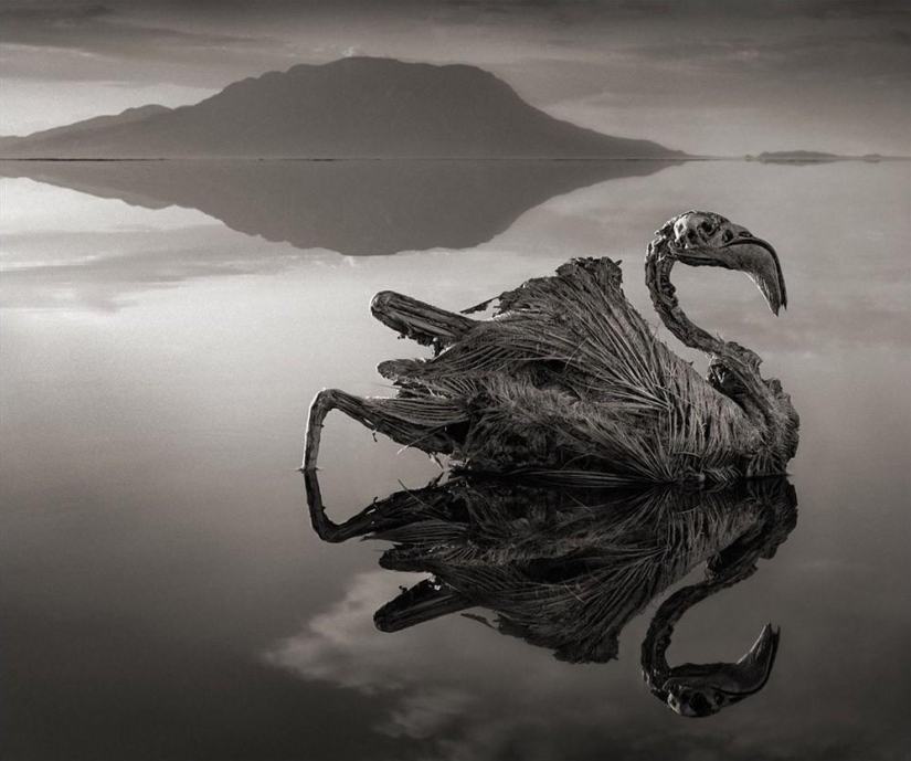 Fenómeno Natural del lago Natron.